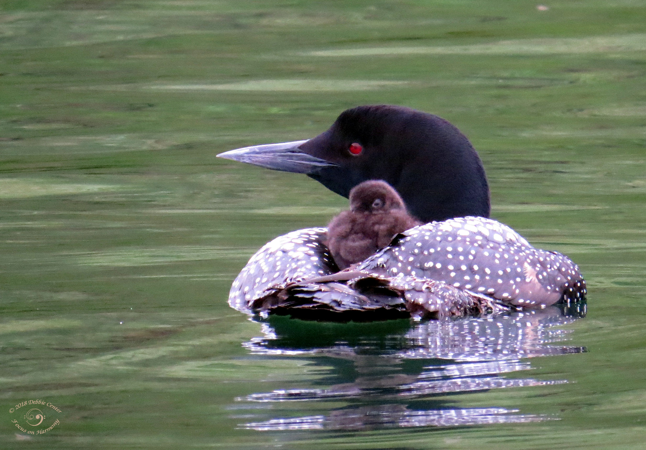 Loons, Owls, Crickets, and Frogs of Northern Minnesota