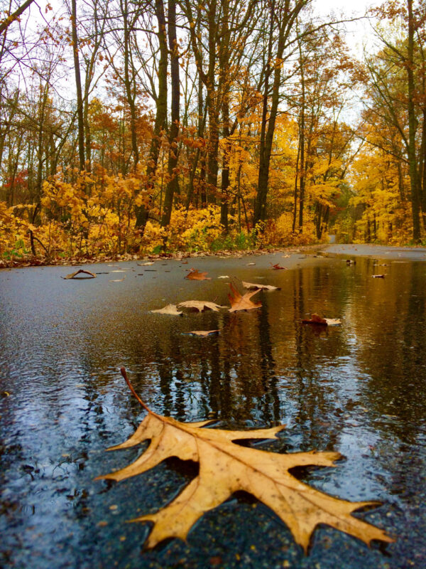 Autumn -- Golden Oak Leaf on Wet Forest Road