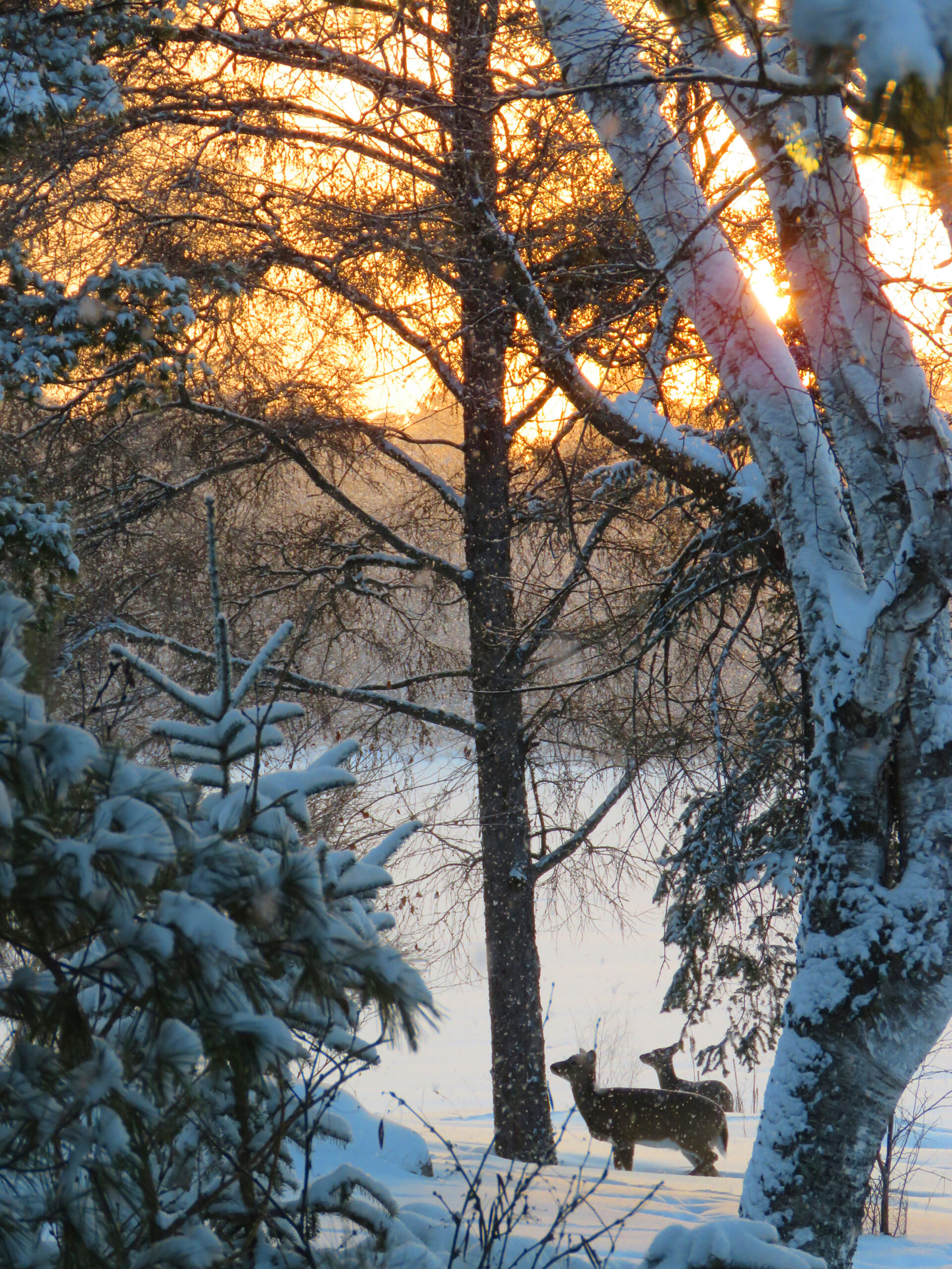 Wildlife -- Deer in Snowy Sunrise