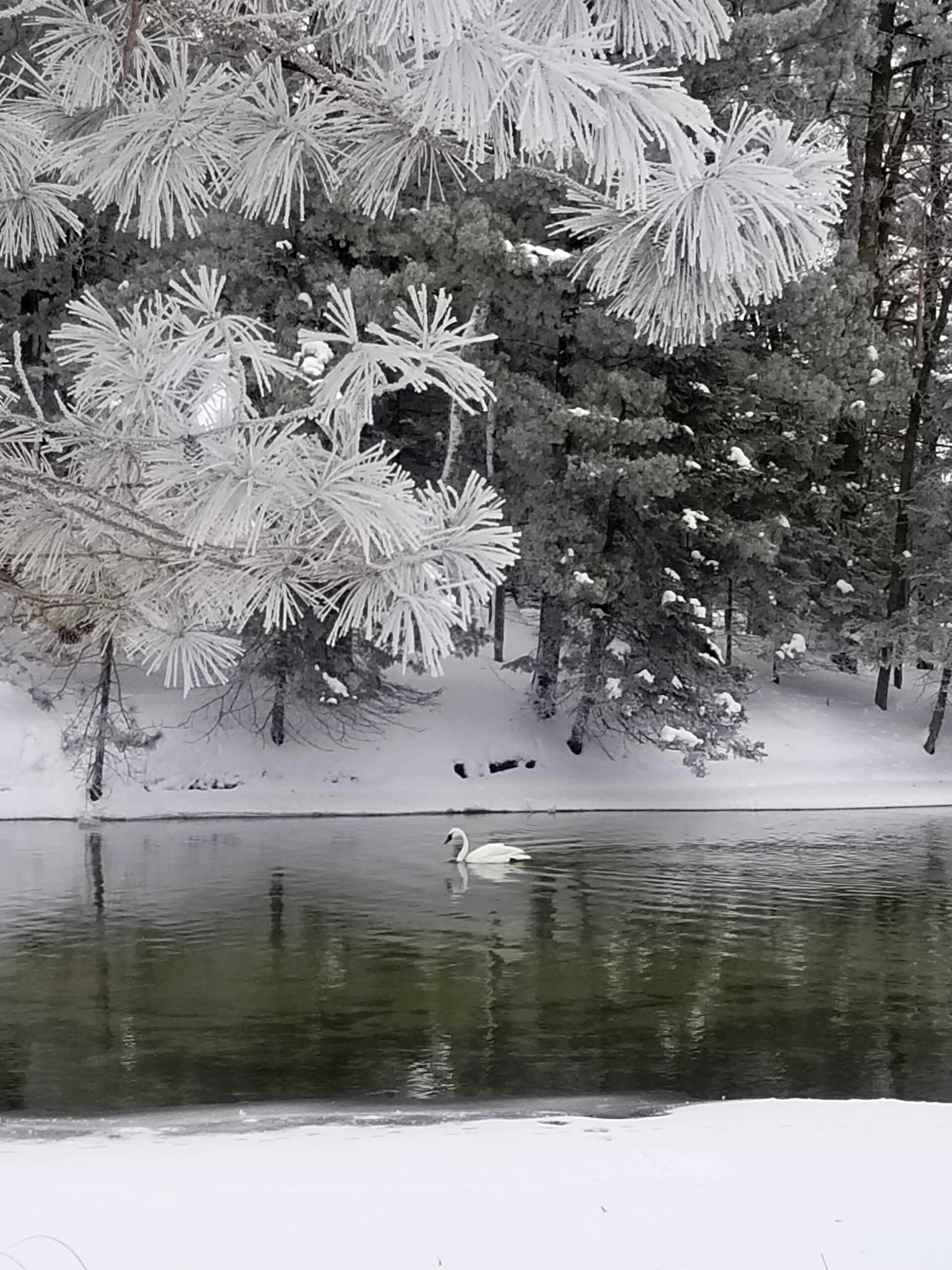 Wildlife -- Trumpeter Swan and Hoar Frost