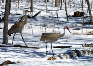 Wildlife -- Sandhill Cranes in a Snowy Field
