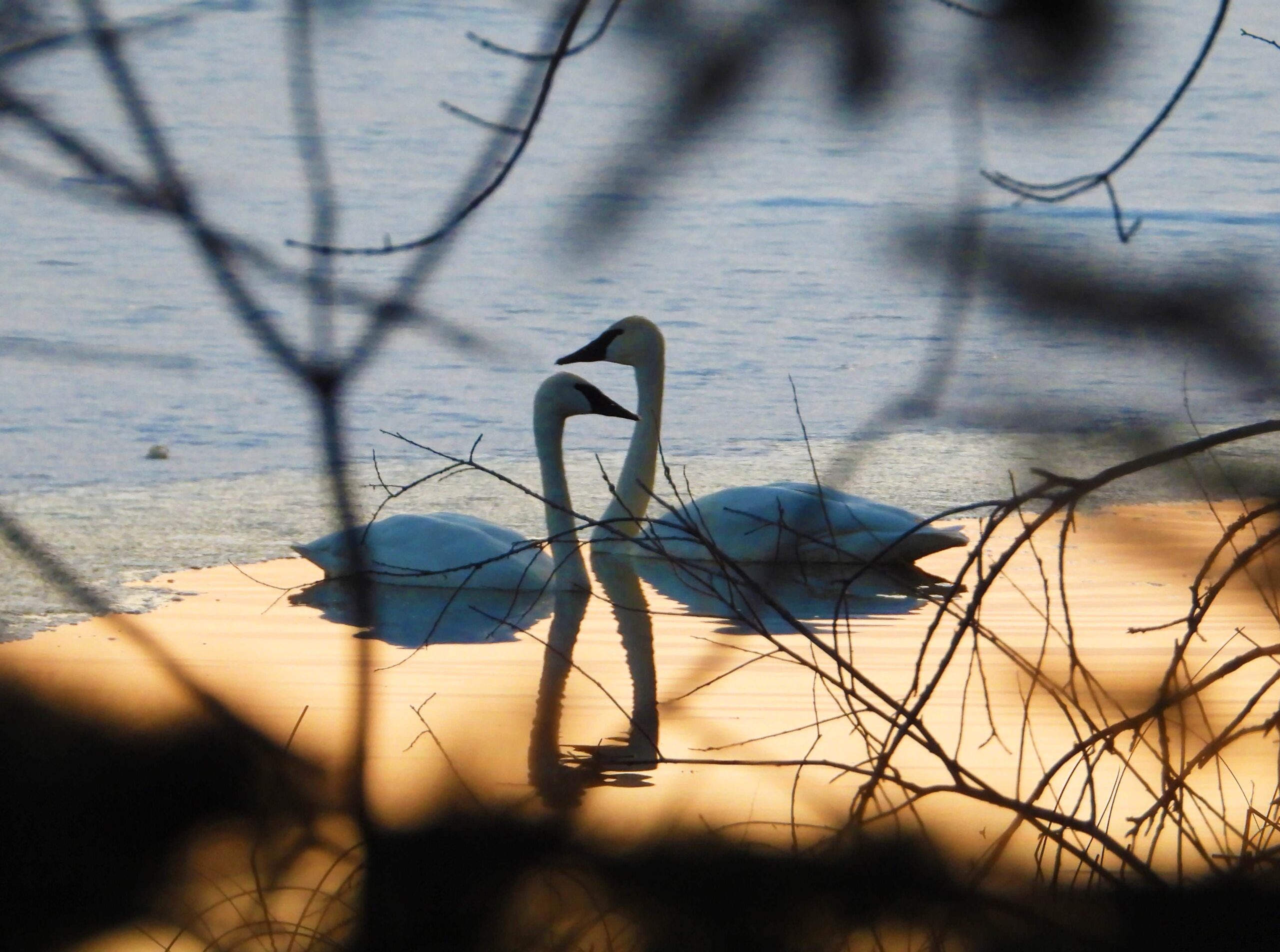Wildlife -- Trumpeter Swans on Golden Water