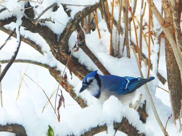 Wildlife -- Blue Jay in Snow