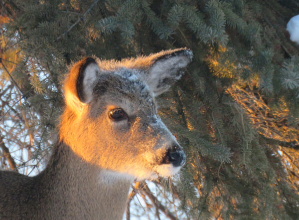 Wildlife -- Frosted Deer at Sunrise