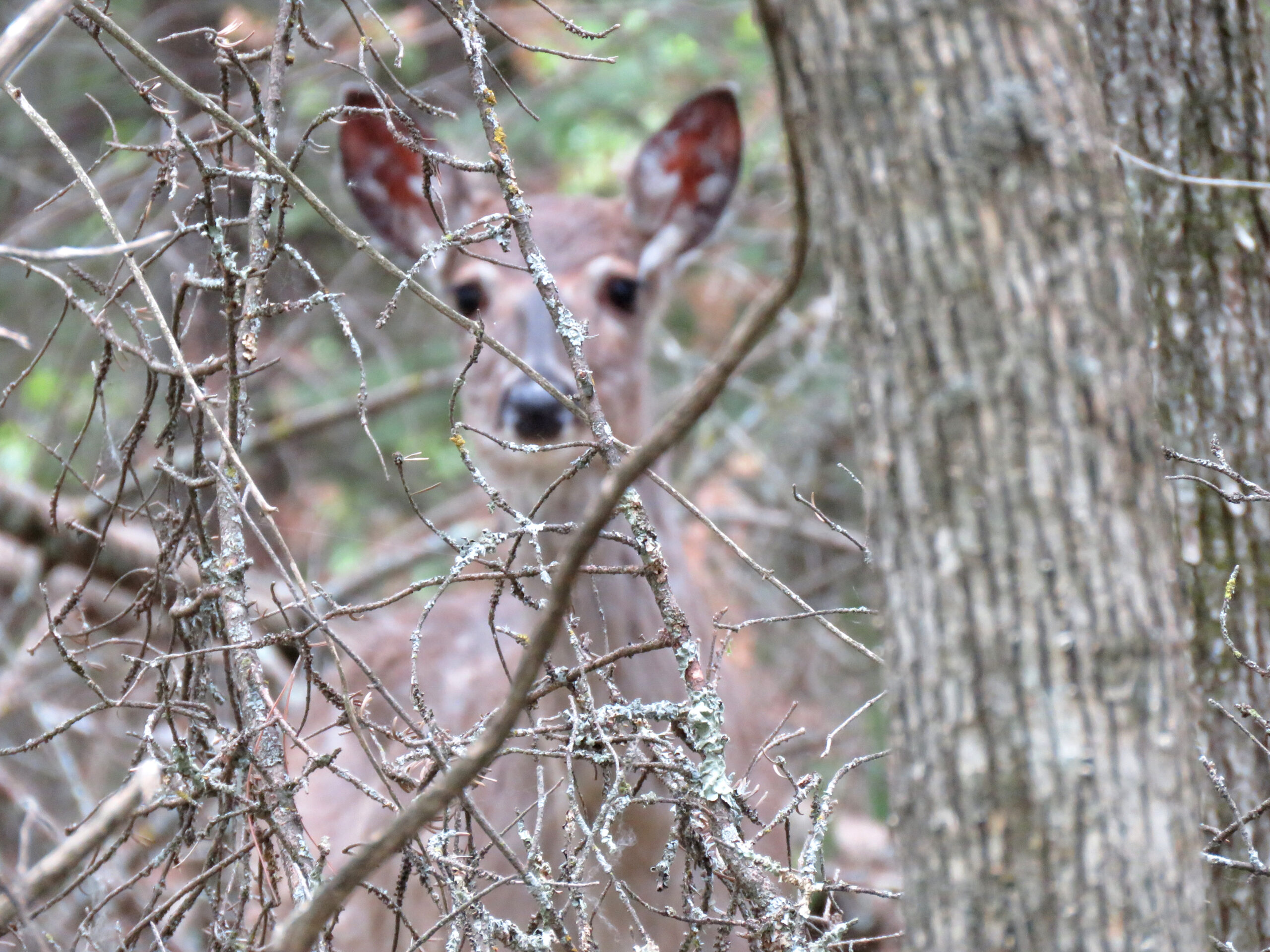 Wildlife -- Camouflaged Deer