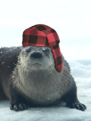 Wildlife -- Ollie, the Otter, Wearing a Buffalo Plaid Winter Hat