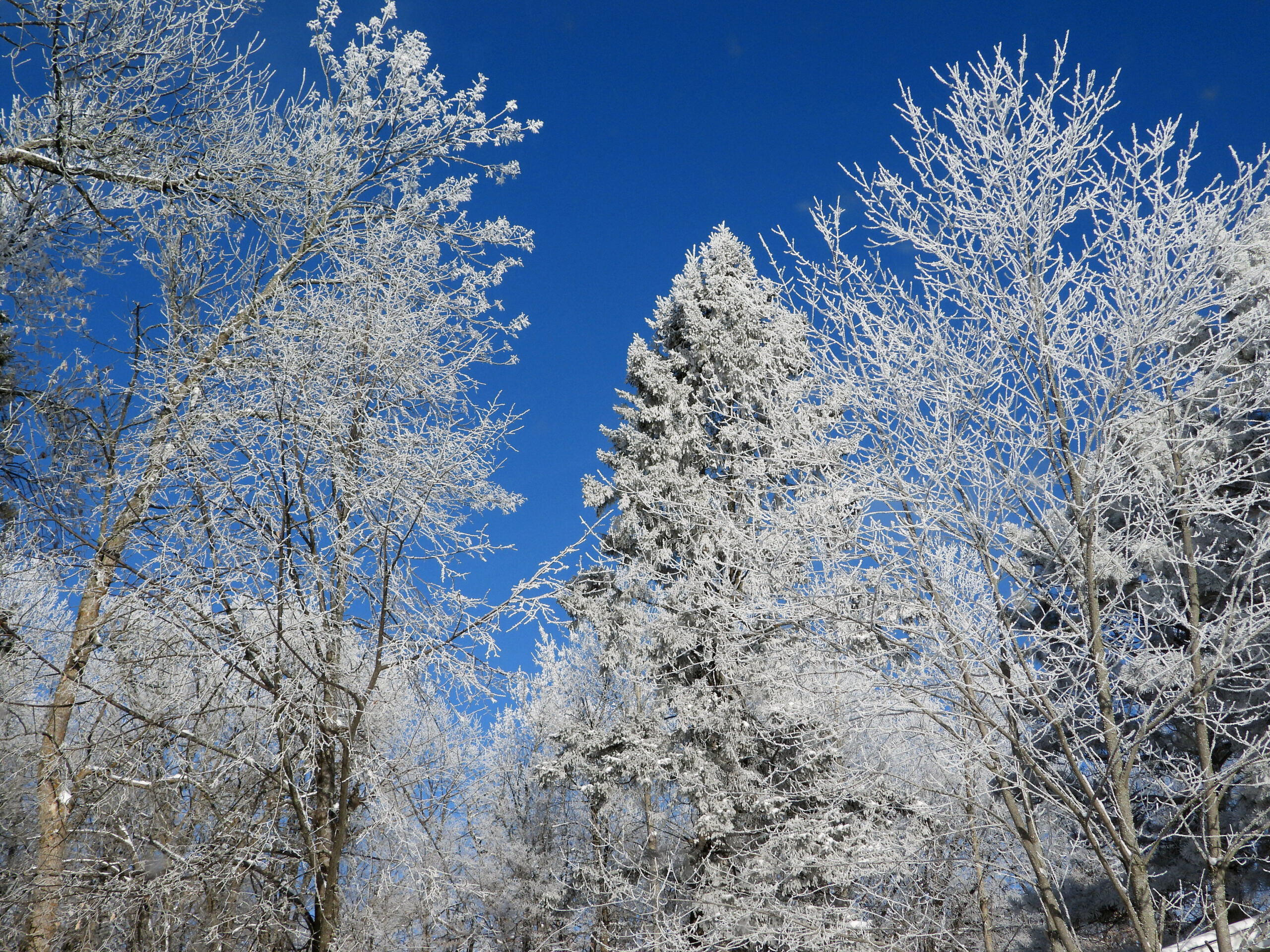 Winter -- Frosted Trees Against a Cobalt Sky