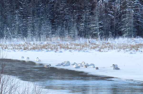 Wildlife -- Trumpeter Swans Along a Snowy River
