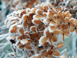 Winter -- Frosted Hydrangea Flower