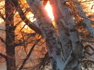 Winter -- Snowy Birch at Sunrise