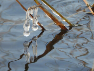 Winter -- Icicles on Reeds