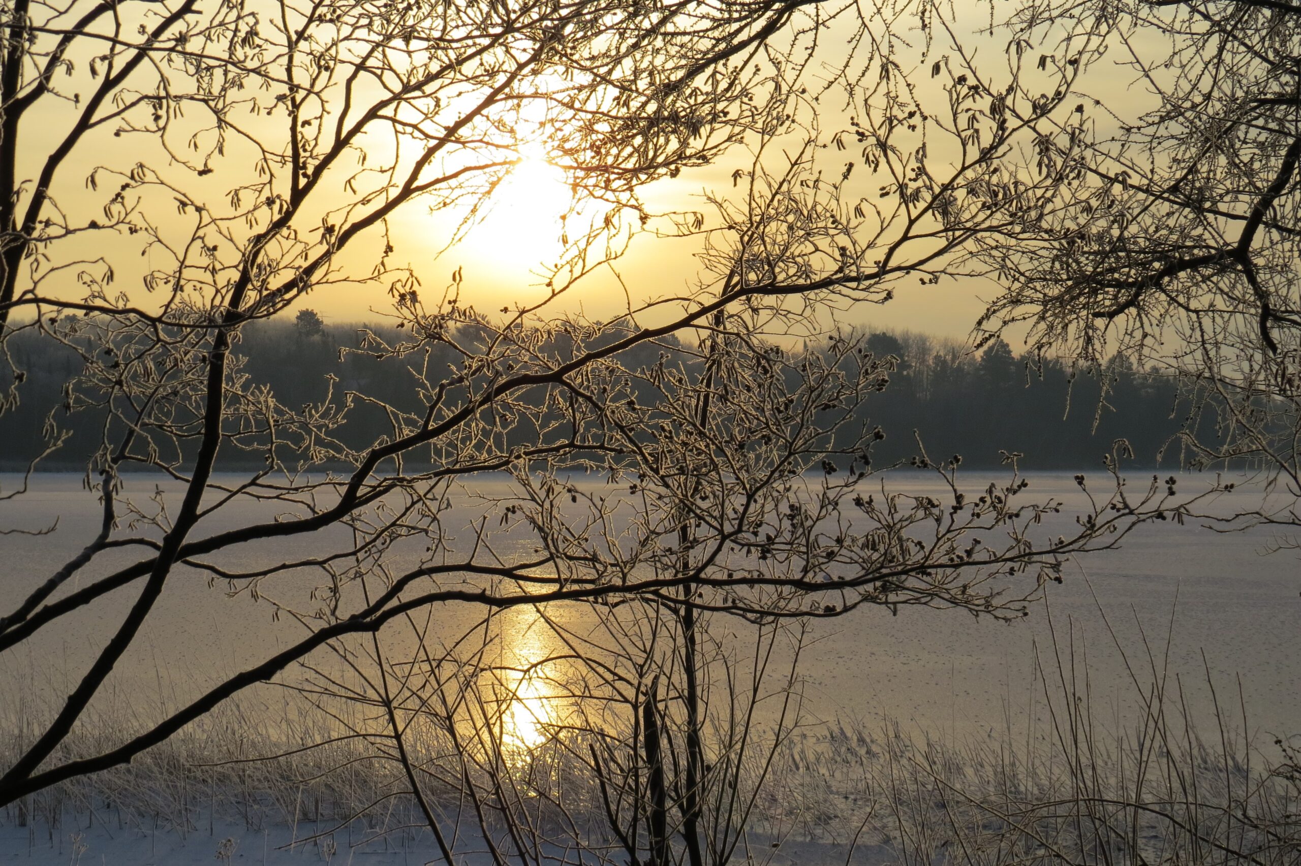 Winter -- Frosted Golden Sunrise