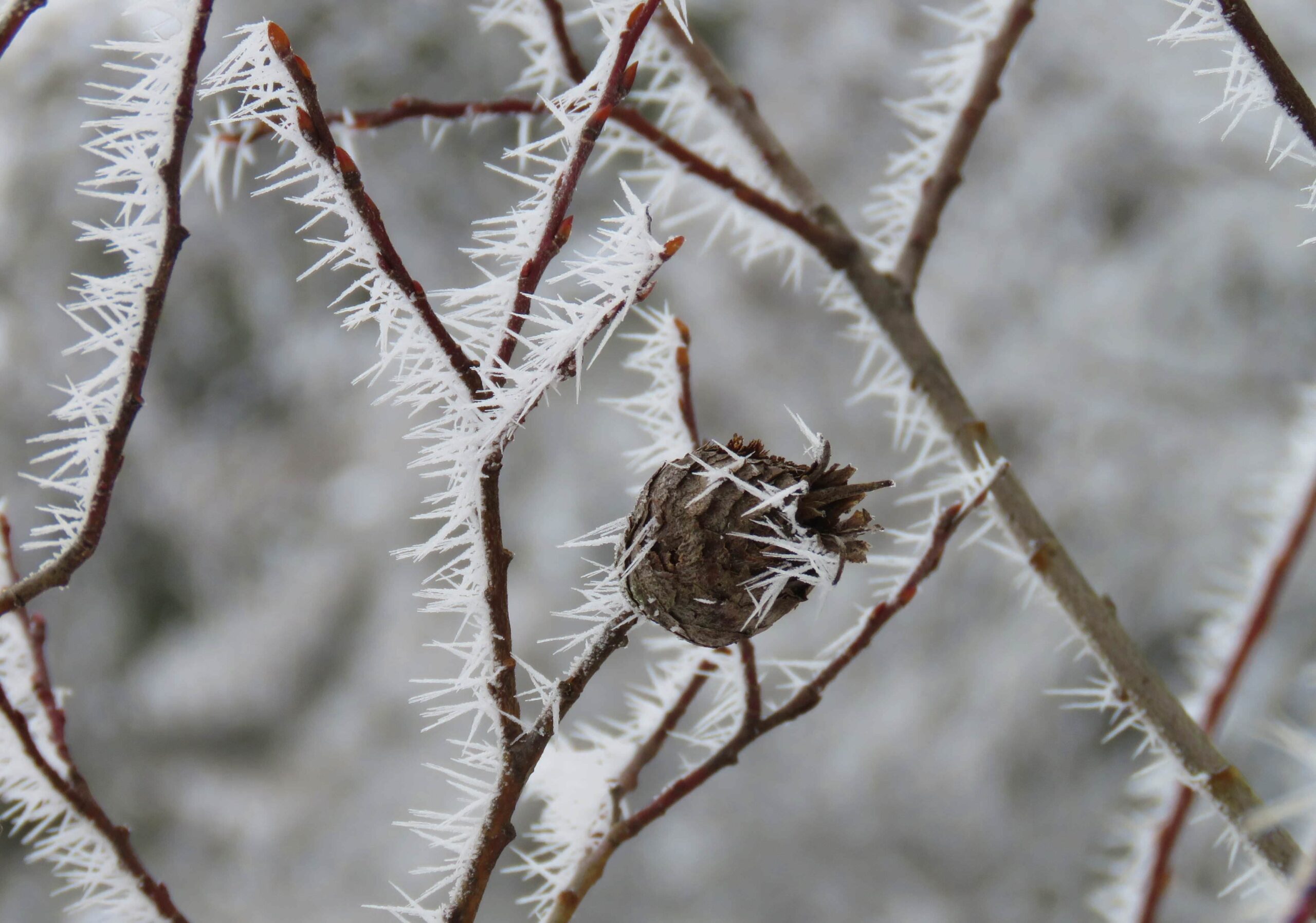 Winter -- Tamarack Pine Cone in Hoarfrost