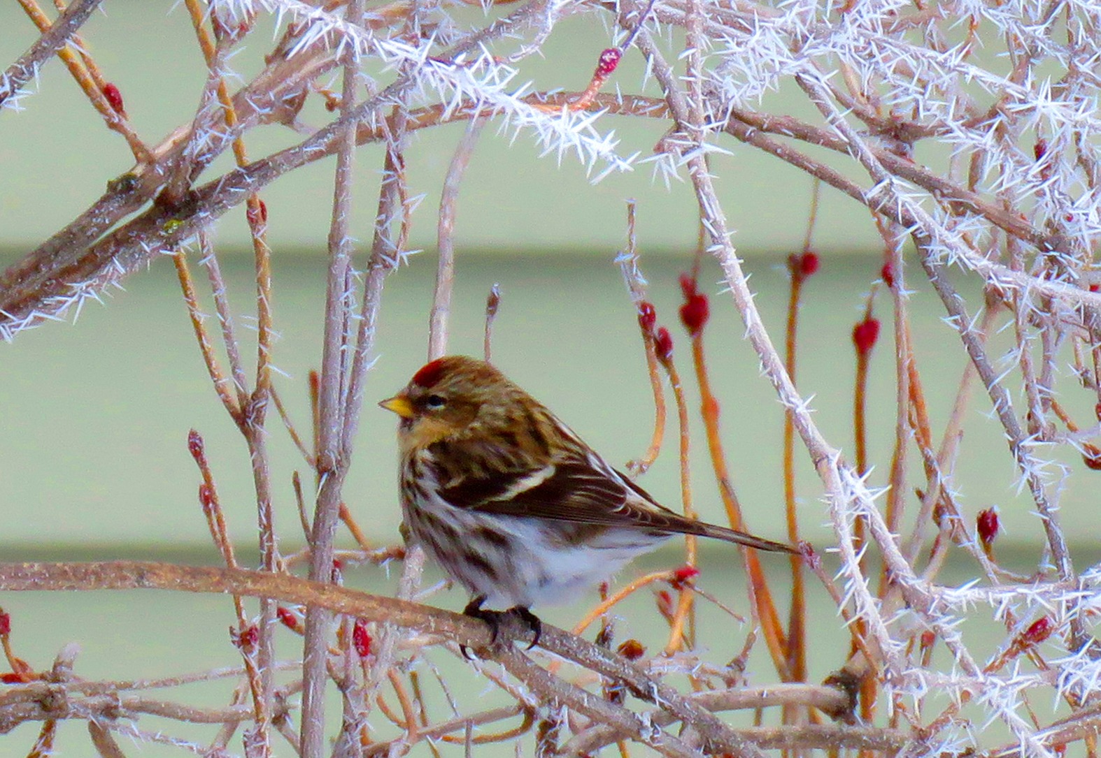 Wildlife -- Common Redpoll with Hoar Frost