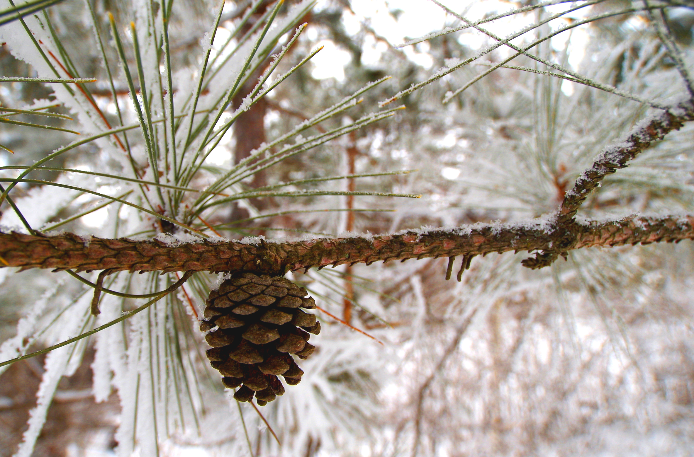 Winter -- Pine Cone