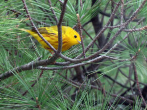 Wildlife -- Yellow Warbler