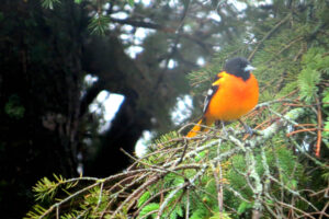 Wildlife -- Oriole in a Pine Tree