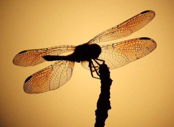 Wildlife -- Dragonfly