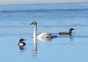 Wildlife -- Spring Loons and Trumpeter Swan