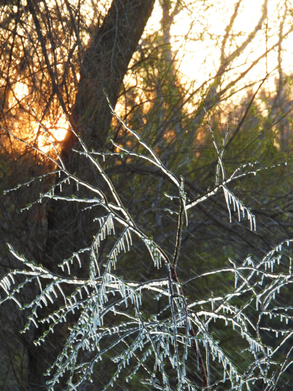 Spring -- Icy Sunrise