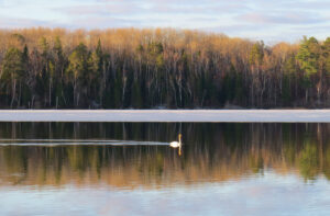 Spring -- Trumpeter Swan in Thawing Lake