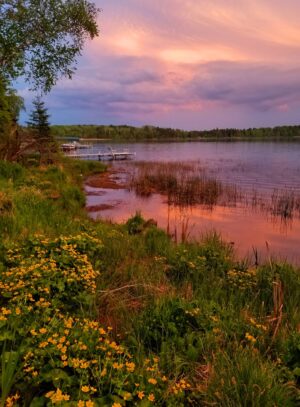 Spring -- Marsh Marigolds