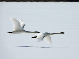 Wildlife -- Trumpeter Swans in Flight