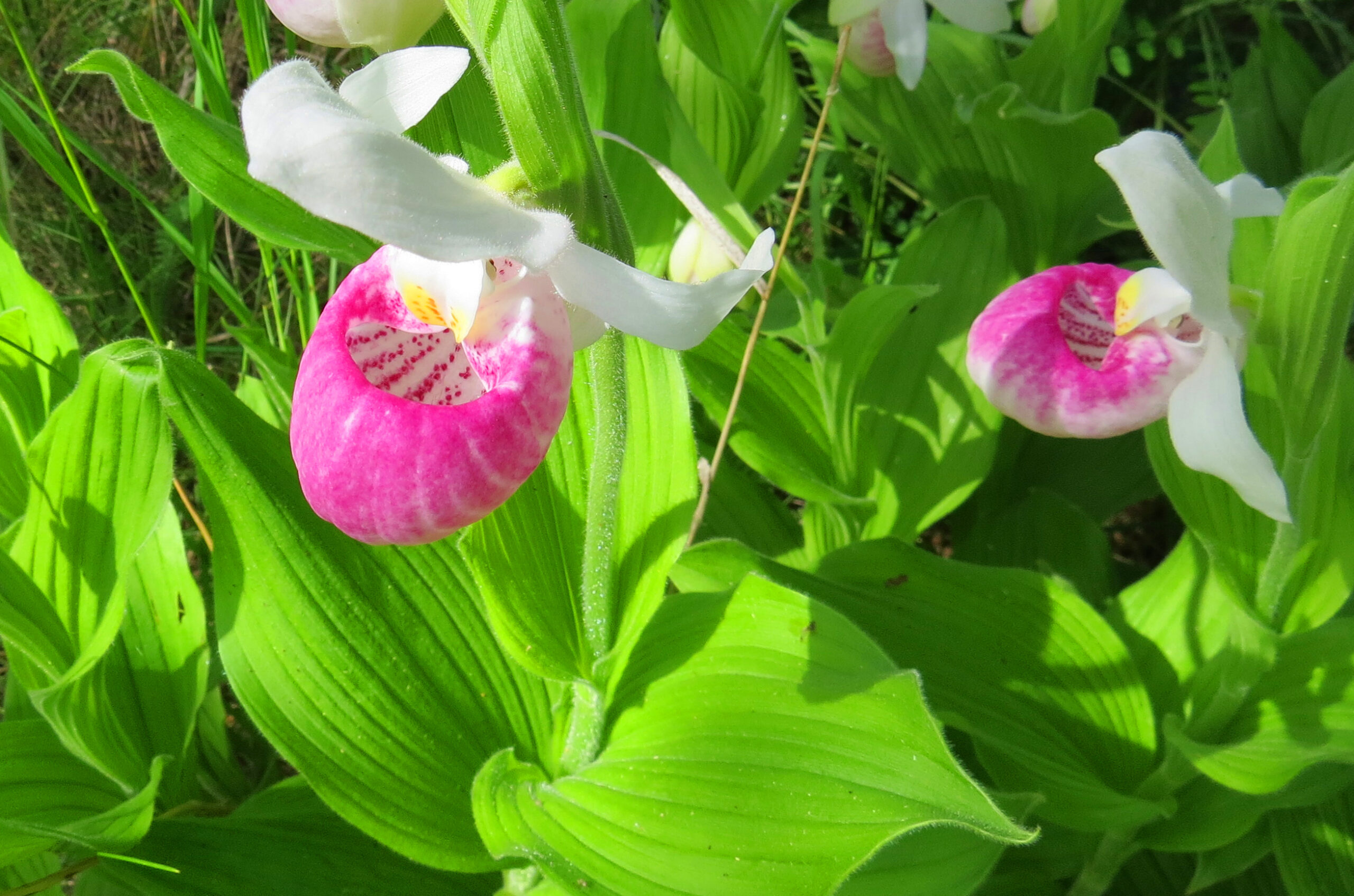 Pink Showy Lady's Slippers