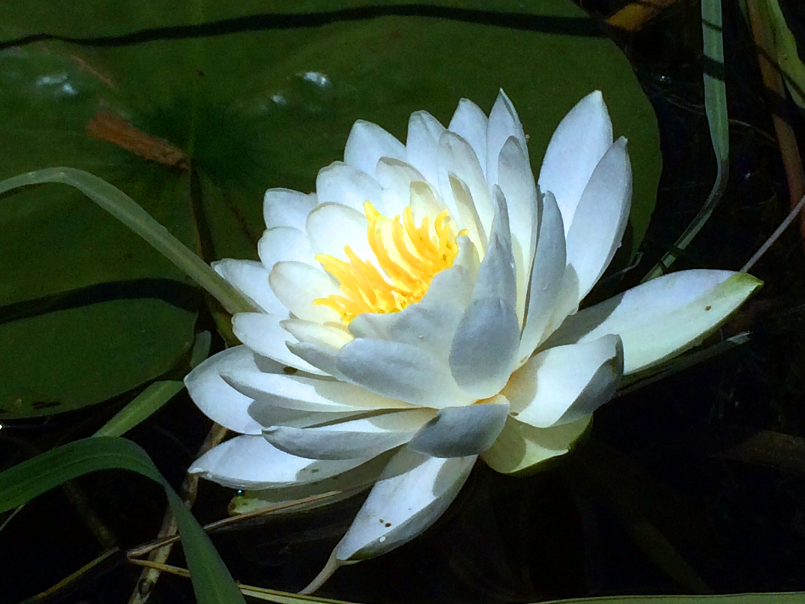 Water Lily July 7, 2017