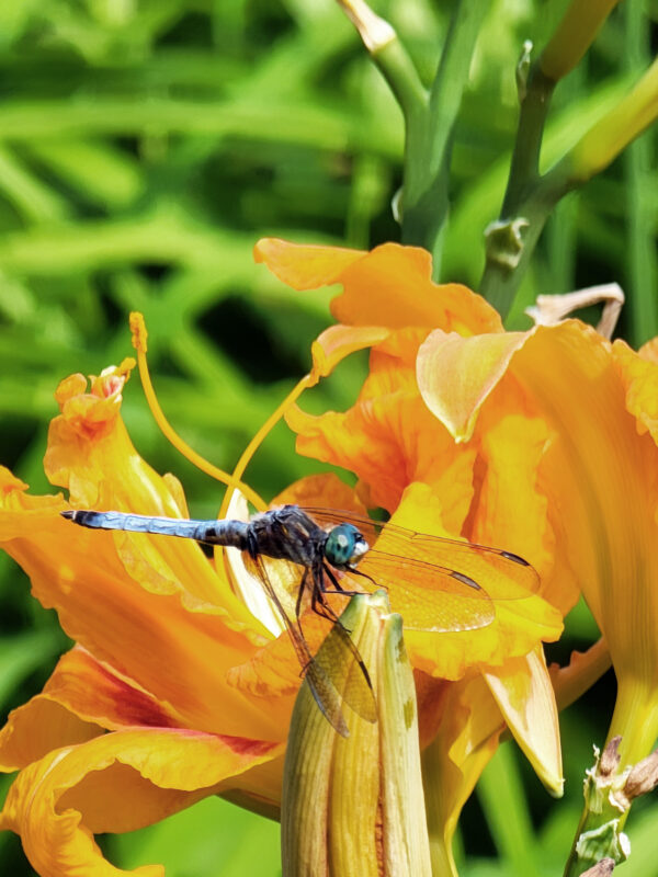 Blue Dragonfly on a Lily, August 2, 2022